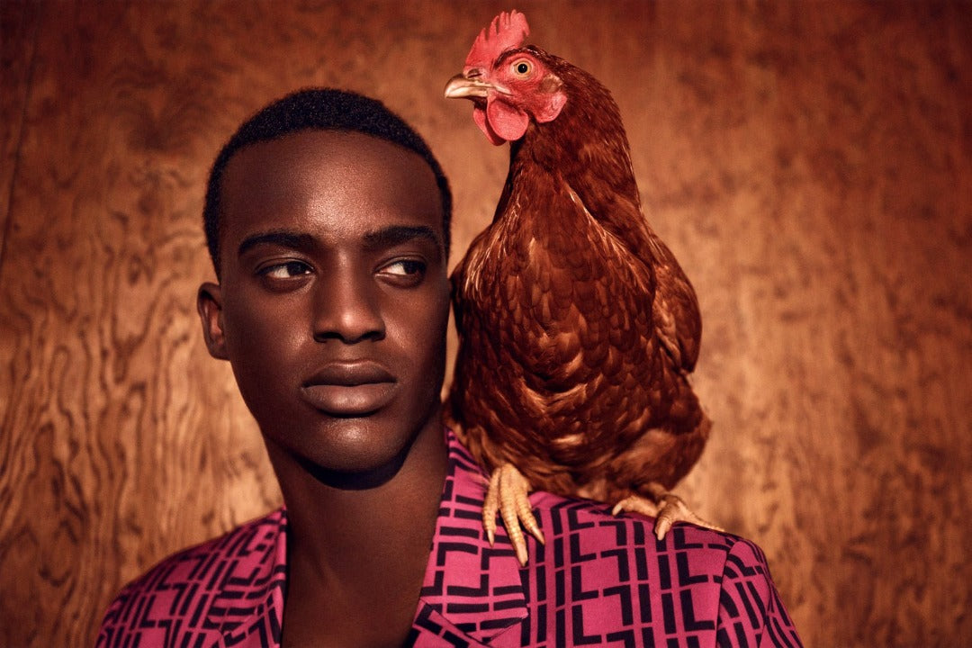 Suit NO.1 - ILLEGAL LUXURY - Male Model with chicken on his Shoulder . Magenta suit with Black IL Pattern